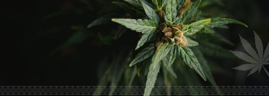 Close-up of a cannabis plant with budding leaves against a dark background