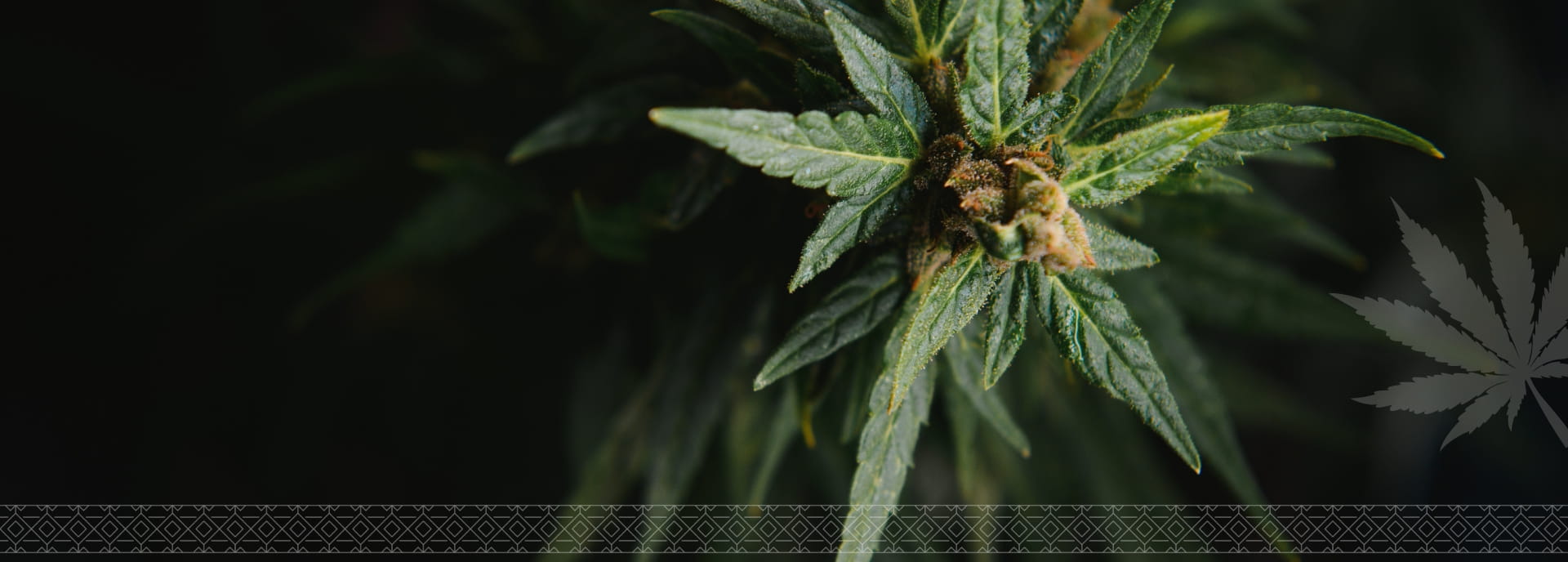 Close-up of a cannabis plant with budding leaves against a dark background